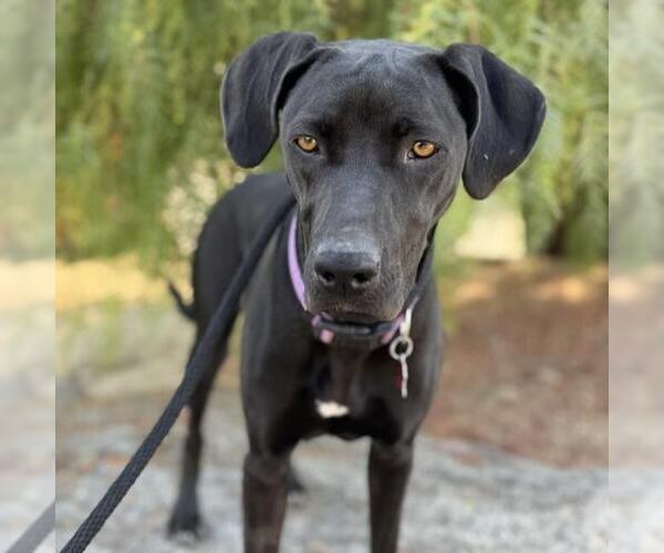 Medium Photo #5 German Shorthaired Lab Puppy For Sale in San Diego, CA, USA