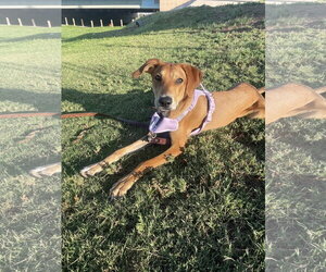 Mutt Dogs for adoption in McKinney, TX, USA