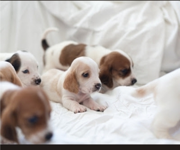 Medium Photo #6 Basset Hound Puppy For Sale in BUENA PARK, CA, USA