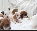 Small Photo #6 Basset Hound Puppy For Sale in BUENA PARK, CA, USA