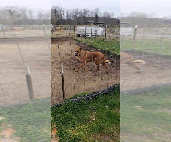 Medium Photo #2 German Shepherd Dog-Unknown Mix Puppy For Sale in Imlay City, MI, USA