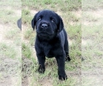 Small #32 Labrador Retriever