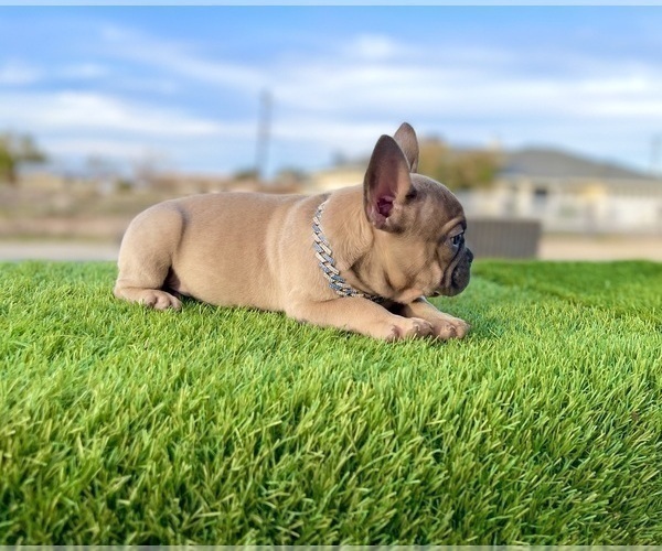 Medium Photo #15 French Bulldog Puppy For Sale in CHATTANOOGA, TN, USA