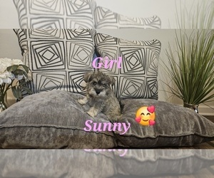 Medium Schnauzer (Miniature)