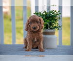 Puppy Benny Cavapoo