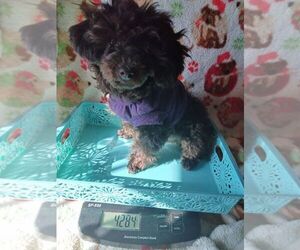Poodle (Toy) Puppy for sale in IRVINE, KY, USA