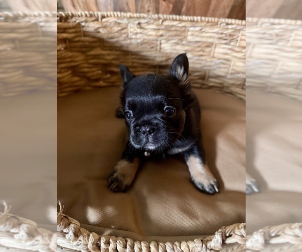 Medium Photo #2 French Bulldog Puppy For Sale in BONNEAU, SC, USA