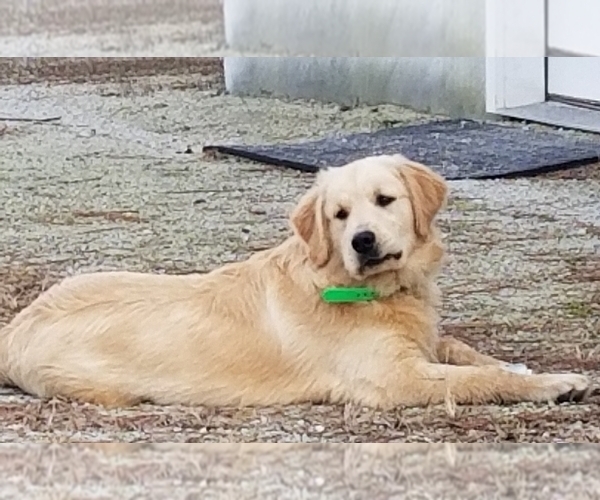Medium Photo #6 Golden Retriever Puppy For Sale in STELLA, NC, USA