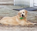Small Photo #6 Golden Retriever Puppy For Sale in STELLA, NC, USA