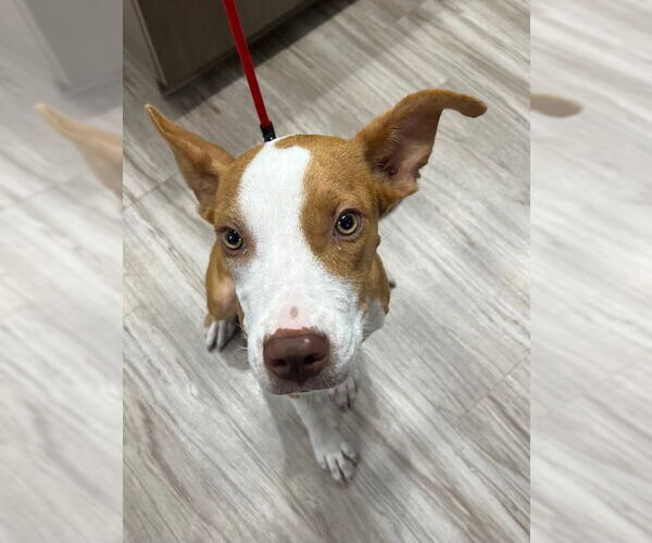 Medium Photo #1 Basenji Puppy For Sale in Baytown, TX, USA