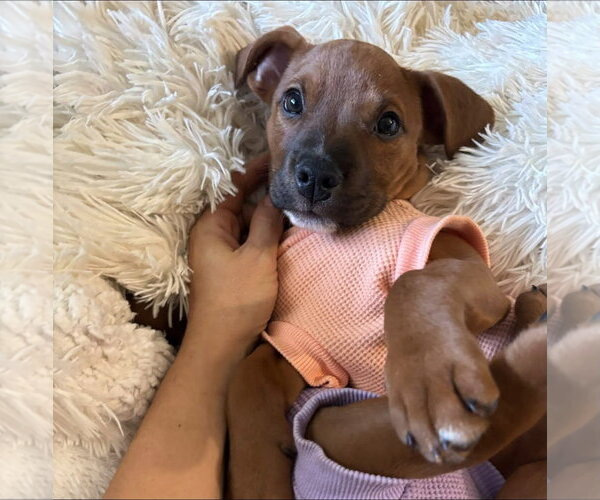 Medium Photo #2 American Pit Bull Terrier-Unknown Mix Puppy For Sale in Germantown, OH, USA