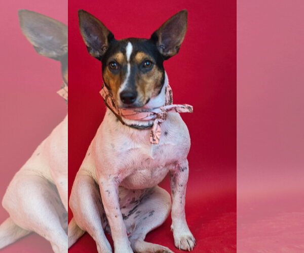 Medium Photo #2 Rat Terrier-Unknown Mix Puppy For Sale in Holly Springs, MS, USA