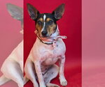 Small #1 Rat Terrier Mix