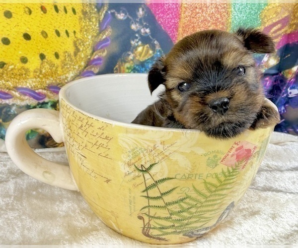 Medium Photo #20 Morkie Puppy For Sale in CASSVILLE, MO, USA