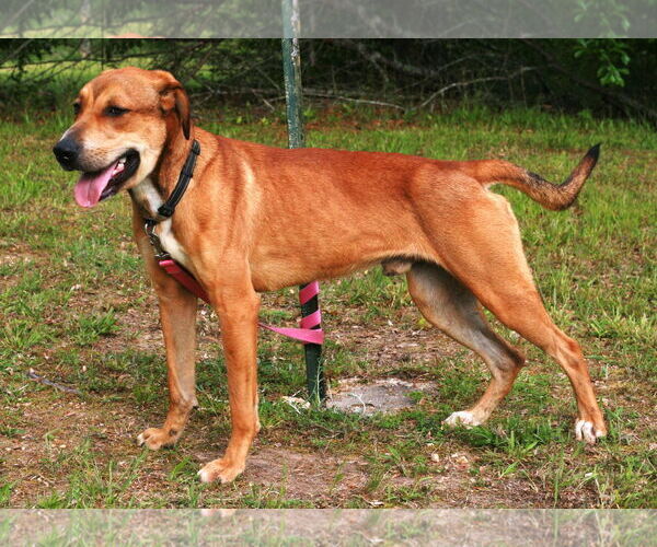 Medium Photo #4 Labrador Retriever-Rhodesian Ridgeback Mix Puppy For Sale in Attalka, AL, USA