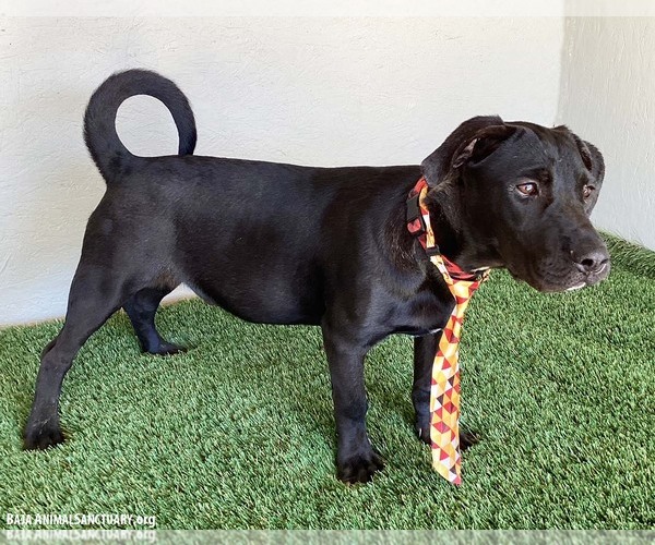 Medium Photo #6 American Staffordshire Terrier-Unknown Mix Puppy For Sale in San Diego, CA, USA