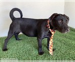 Small #5 American Staffordshire Terrier Mix