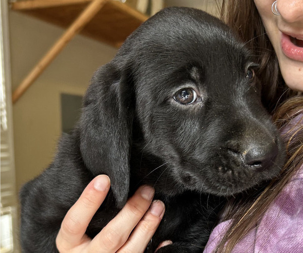 Medium Photo #2 Labrador Retriever Puppy For Sale in MARYVILLE, TN, USA
