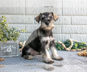 Schnauzer (Miniature) Litter for sale in BALTIC, OH, USA