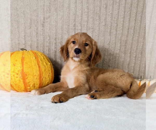 Medium Photo #3 Golden Retriever Puppy For Sale in INDIANAPOLIS, IN, USA