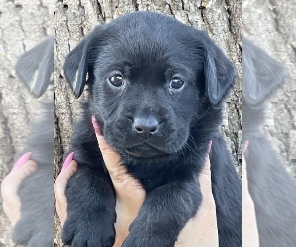 Medium Photo #1 Labrador Retriever Puppy For Sale in BROWNS VALLEY, CA, USA