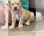 Small Photo #19 Golden Mountain Doodle  Puppy For Sale in CHOUDRANT, LA, USA