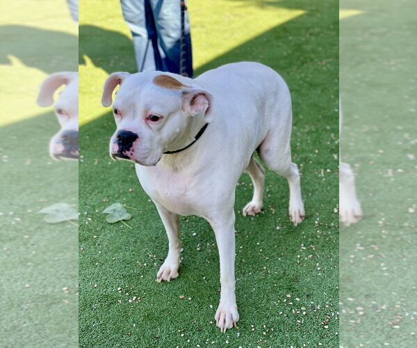 Medium Photo #2 Boxer Puppy For Sale in Austin, TX, USA