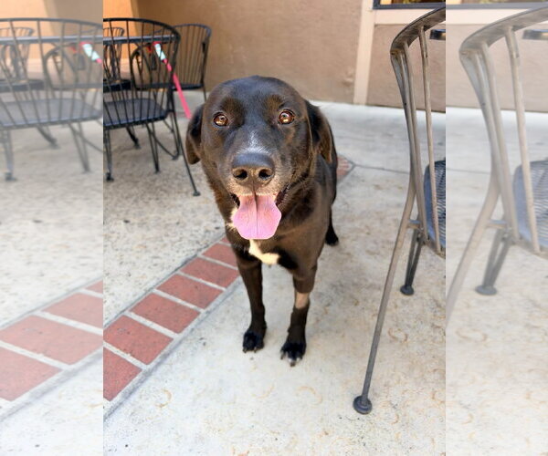 Medium Photo #2 Labrador Retriever-Unknown Mix Puppy For Sale in San Diego, CA, USA