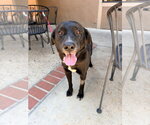Small Photo #2 Labrador Retriever-Unknown Mix Puppy For Sale in San Diego, CA, USA