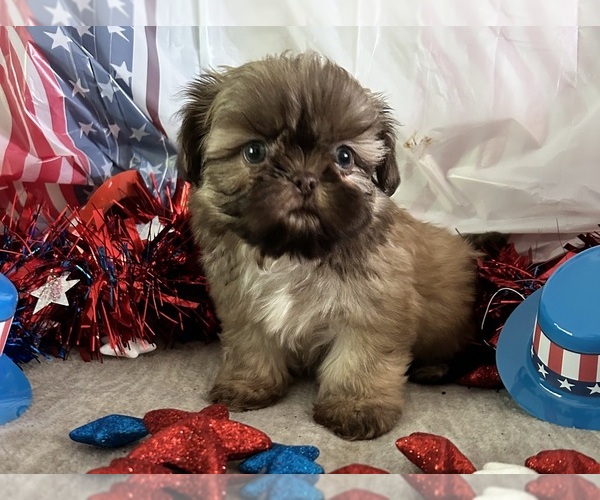Medium Photo #6 Shih Tzu Puppy For Sale in DENTON, MD, USA