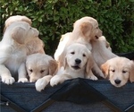 Small Photo #14 Golden Retriever Puppy For Sale in CITRUS HEIGHTS, CA, USA