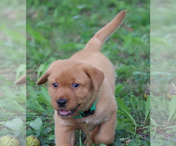 Medium Photo #10 Labrador Retriever Puppy For Sale in CELINA, OH, USA