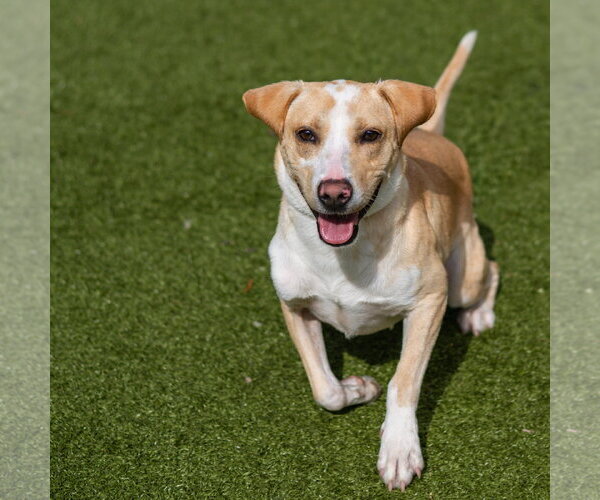 Medium Photo #1 Mutt Puppy For Sale in Hilton Head, SC, USA