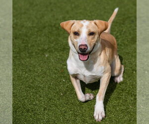 Mutt Dogs for adoption in Hilton Head, SC, USA