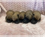 Wheaten girls - Female Soft Coated Wheaten Terrier Puppy for Sale - Photo #3