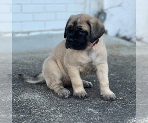Mastiff Puppy for sale in KEARNEY, MO, USA