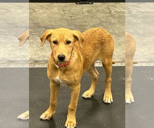 Sheprador Dogs for adoption in Hillsboro, MO, USA