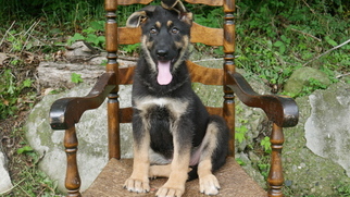 German Shepherd Dog Puppy for sale in CUYAHOGA FALLS, OH, USA