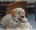 Small Photo #8 Golden Retriever Puppy For Sale in MECHANICSVILLE, MD, USA