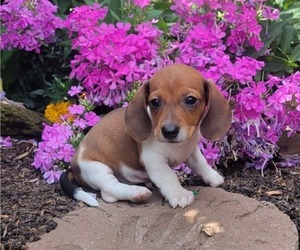 Dachshund Puppy for sale in WITHEE, WI, USA