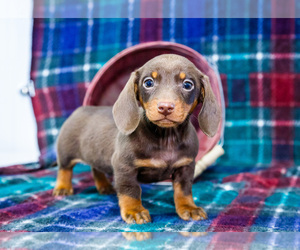 Medium Dachshund