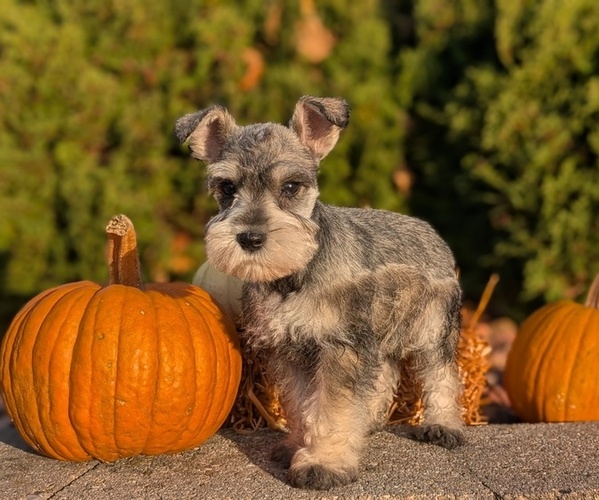 Medium Photo #29 Schnauzer (Miniature) Puppy For Sale in GOSHEN, IN, USA