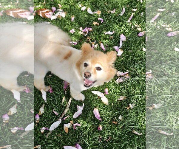 Medium Photo #3 Pomeranian-Unknown Mix Puppy For Sale in Lebanon, PA, USA