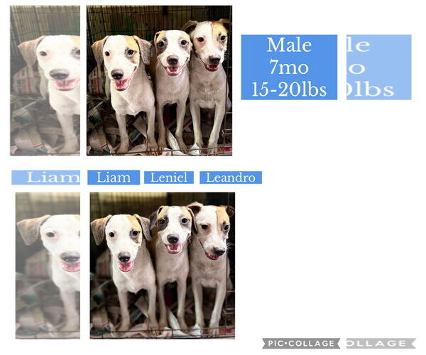 Medium Photo #8 Chihuahua-Unknown Mix Puppy For Sale in Virginia Beach, VA, USA