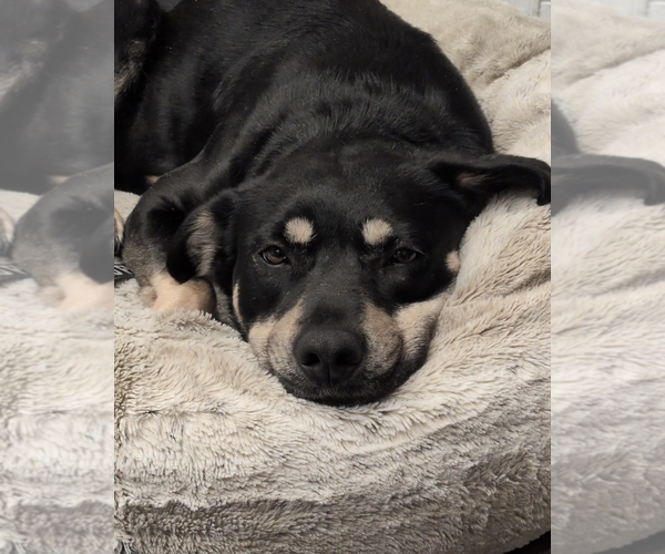 Medium Photo #3 Mutt Puppy For Sale in Rockville, MD, USA