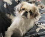 Small Photo #1 Pominese Puppy For Sale in SAINT AUGUSTINE, FL, USA