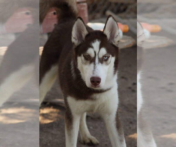 Medium Photo #1 Siberian Husky Puppy For Sale in El Centro, CA, USA