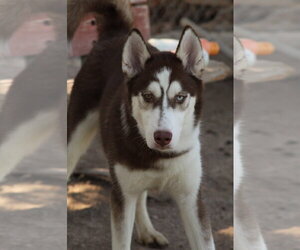 Siberian Husky Dogs for adoption in El Centro, CA, USA