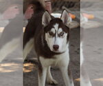 Arroz - Male Siberian Husky Dog for Adoption - Small photo