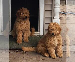 Golden Retriever-Goldendoodle Mix Puppy for sale in FORT WAYNE, IN, USA